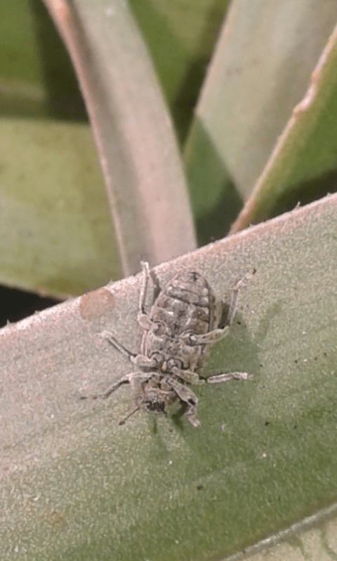Curculionidae : Hypera sp.?